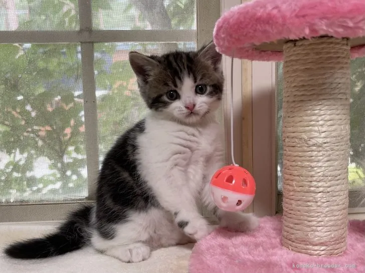 ID：2108-01159の子猫