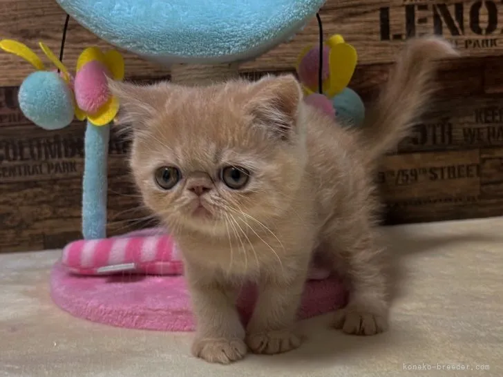 ID：2110-01770の子猫