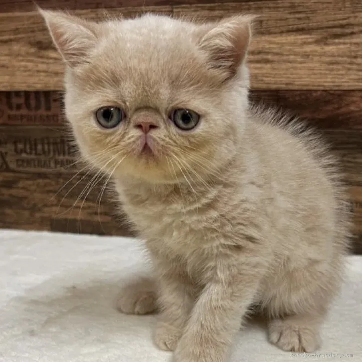 ID:2308-00839の子猫