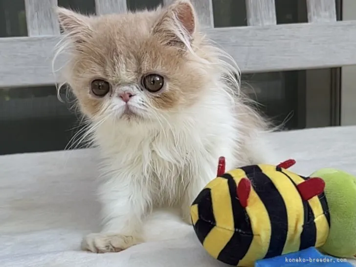 ID：2106-01862の子猫