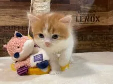 スコティッシュフォールド(立ち耳)【山梨県・女の子・2022年2月21日・レッド&ホワイト(ロング)】の写真1「3/31撮影」