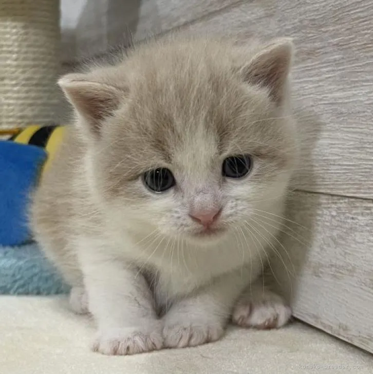 ID:2207-01264の子猫