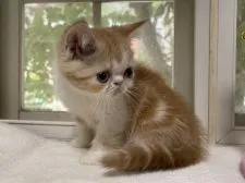 エキゾチックショートヘア【山梨県・男の子・2022年3月20日・レッドタビー&ホワイト】の写真2