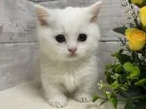 ミヌエット(短足)【山梨県・男の子・2023年4月20日・クリーム&ホワイト】の写真4