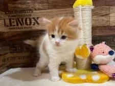 スコティッシュフォールド(立ち耳)【山梨県・女の子・2022年2月21日・レッド&ホワイト(ロング)】の写真4