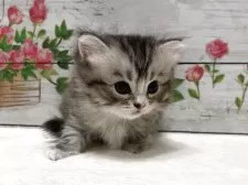 マンチカン(長足)【山梨県・女の子・2025年7月16日・シルバータビー&ホワイト】の写真11