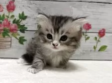 マンチカン(長足)【山梨県・女の子・2025年7月16日・シルバータビー&ホワイト】の写真12