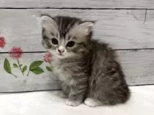 マンチカン(長足)【山梨県・女の子・2025年7月16日・シルバータビー&ホワイト】の写真13