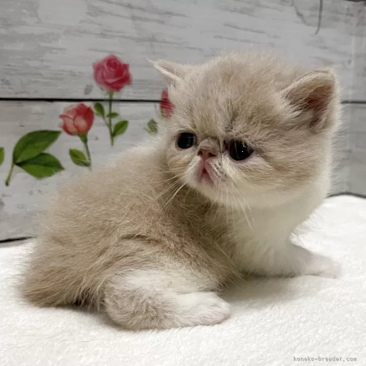 ID:2508-01650の子猫