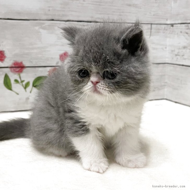 ブリーダー画像