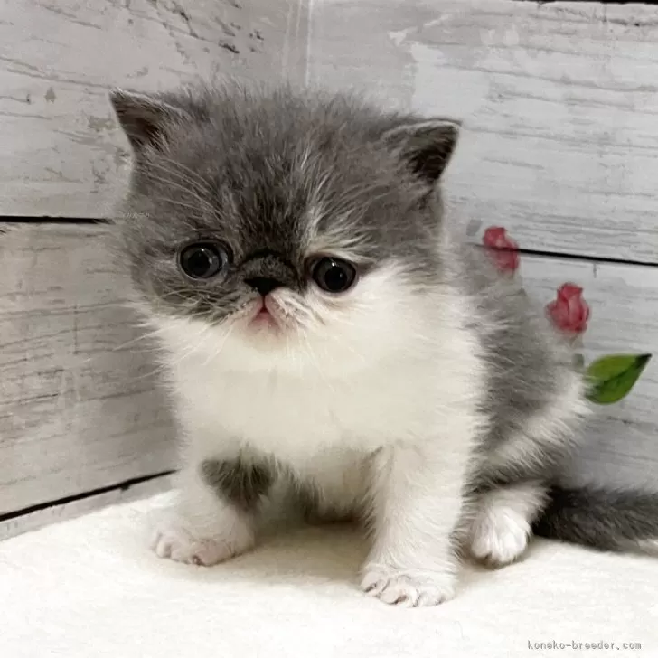 ID：2601-02205の子猫