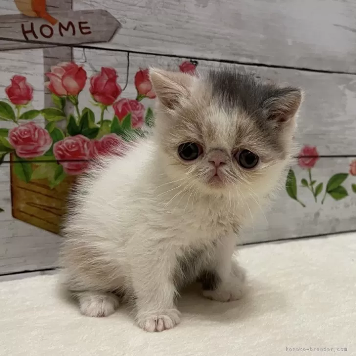 ID:2502-00467の子猫