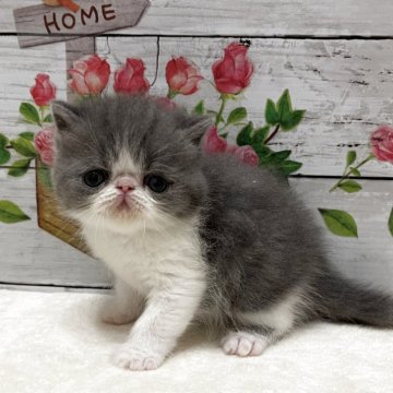 エキゾチックショートヘア【山梨県・男の子・2025年4月11日・ブルーホワイト】の写真「綺麗なハチワレくん！」