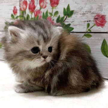 ミヌエット(長足)【山梨県・女の子・2025年9月22日・ブラウンパッチドタビー&ホワイト】の写真「可愛い女の子です♡」