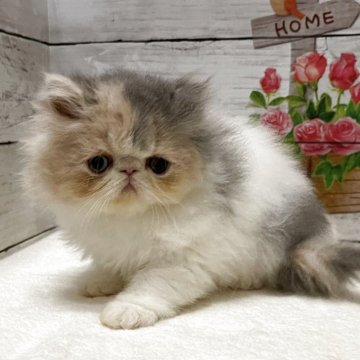 エキゾチックショートヘア【山梨県・女の子・2025年9月3日・ダイリュートキャリコ(ロング)】の写真「可愛いフワモコちゃんです♡」