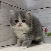 ミヌエット