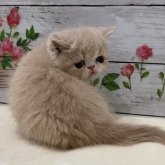 エキゾチックショートヘア