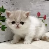 エキゾチックショートヘア