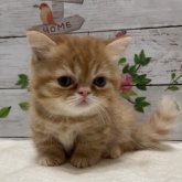 ミヌエット