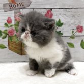 エキゾチックショートヘア