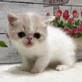 エキゾチックショートヘア