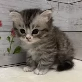 マンチカン(長足)