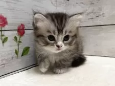 マンチカン(長足)【山梨県・女の子・2025年7月16日・シルバータビー&ホワイト】の写真2