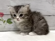 マンチカン(長足)【山梨県・女の子・2025年7月16日・シルバータビー&ホワイト】の写真7