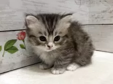 マンチカン(長足)【山梨県・女の子・2025年7月16日・シルバータビー&ホワイト】の写真8