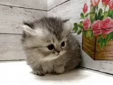 ミヌエット(短足)【山梨県・女の子・2025年11月22日・シルバーパッチドタビー】の写真9