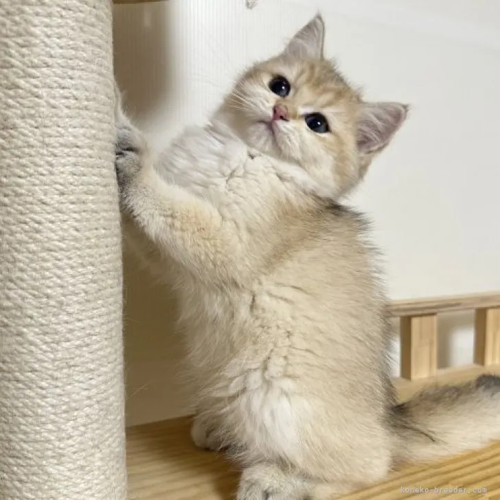 ID:2310-00457の子猫