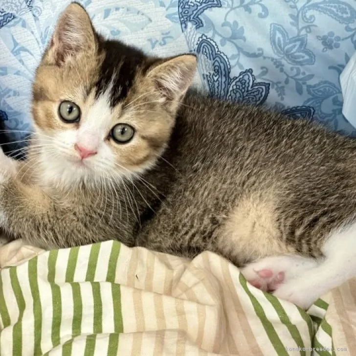 ID：2305-02067の子猫