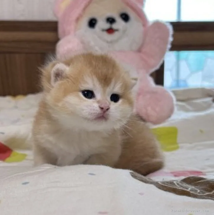 ID：2306-01541の子猫