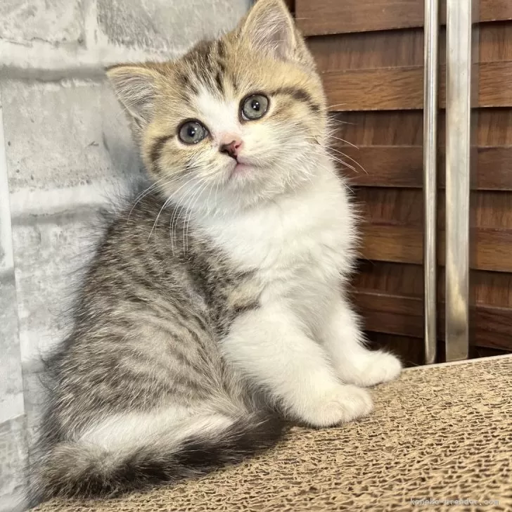 ID：2403-01844の子猫