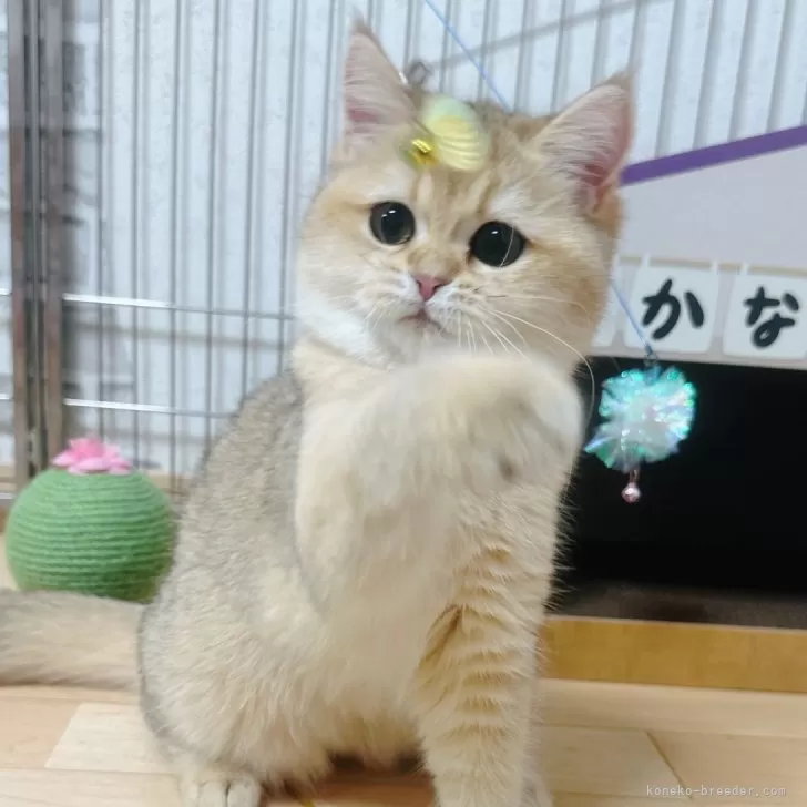 ID:2310-03054の子猫