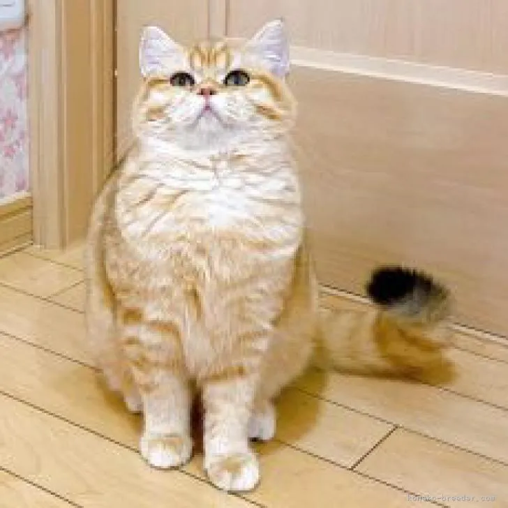 ID：2209-02107の子猫