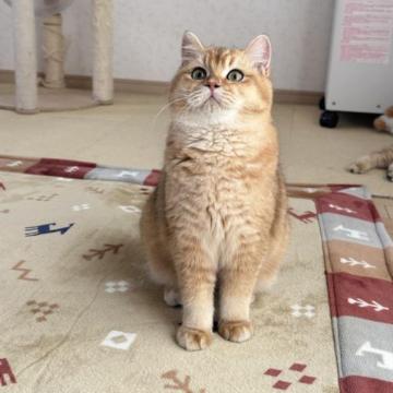 ブリティッシュショートヘア【茨城県・男の子・2022年7月26日・ゴールデン ゴールデンタビー】の写真「おとなしい男の子」