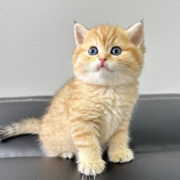 ブリティッシュショートヘア【茨城県・男の子・2024年3月18日・ゴールデンタビー】の写真「優しい子☺️」