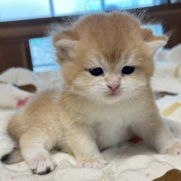 ブリティッシュショートヘア【茨城県・男の子・2023年5月25日・ゴールデン】の写真「優しい〜子」