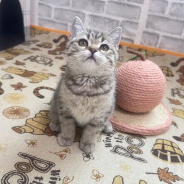 ブリティッシュショートヘア【茨城県・女の子・2023年9月1日・ブラウンタビー】の写真「💎元気いっぱいな女の子💎」