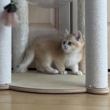 ブリティッシュショートヘア【茨城県・男の子・2022年12月20日・ゴールデン】の写真「明るい色」