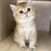 ブリティッシュショートヘア【茨城県・男の子・2022年12月20日・ゴールデン】の写真1