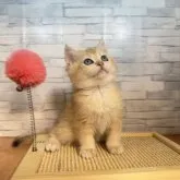 ブリティッシュショートヘア【茨城県・女の子・2023年8月30日・ゴールデン】の写真1