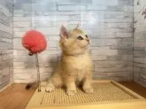 ブリティッシュショートヘア【茨城県・女の子・2023年8月30日・ゴールデン】の写真3