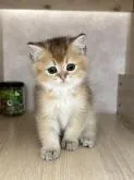 ブリティッシュショートヘア【茨城県・男の子・2022年12月20日・ゴールデン】の写真4