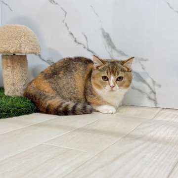 マンチカン(短足)【茨城県・女の子・2025年7月27日・ダイリュートキャリコ】の写真「まん丸顔　ブリマン　ムチムチな女の子」