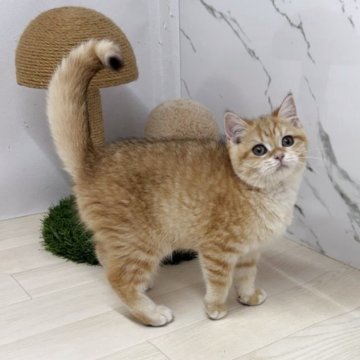 ブリティッシュショートヘア【茨城県・男の子・2025年8月6日・ゴールデンタビー】の写真「ヤンチャな元気な子」