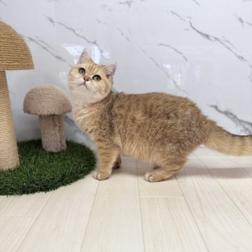 ブリティッシュショートヘア【茨城県・男の子・2025年6月1日・ゴールデンタビー】の写真「もちもち⛄️まん丸顔😃ヤンチャで優しい〜」