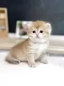 ブリティッシュショートヘア