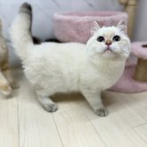 ブリティッシュショートヘア